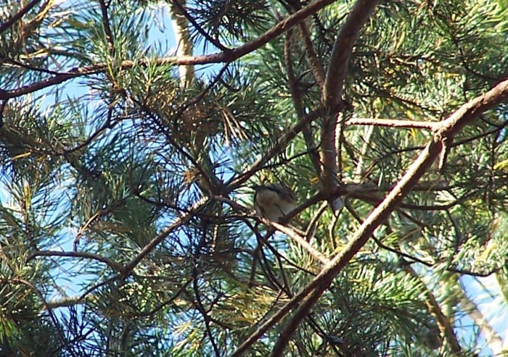 Pierwszy dla mnie w tym ...