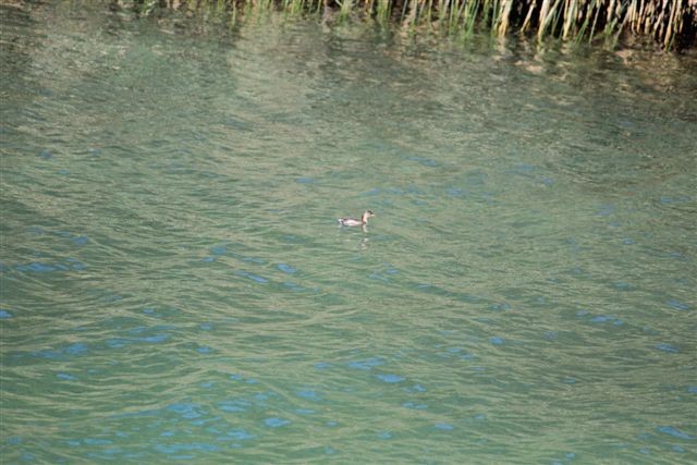 Czy to perkozek? Chorwacja