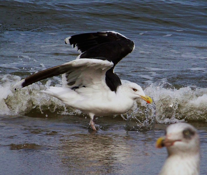 Zimmna taaa wooda!!!!