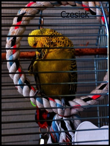 Czesiek - moja nowa papuga :)