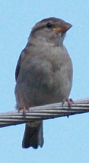 Wróbelka