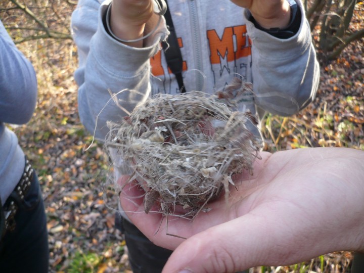 Gniazdo nie wiadomo czego...:)