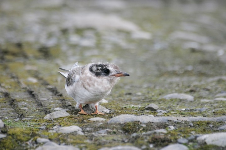Młoda rybitwa popielata