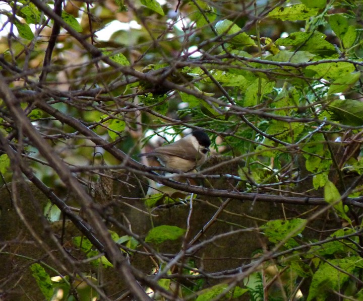 Odwieczne pytanie: uboga ...