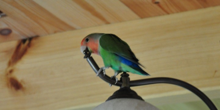 Jaki dobry ten żyrandol