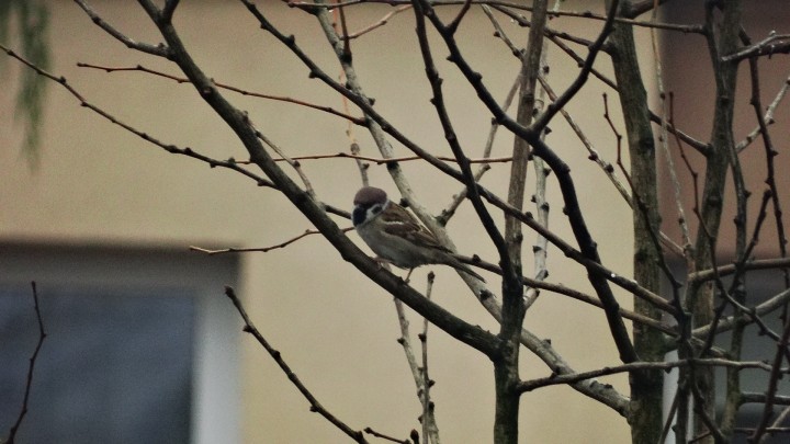 Mazurek.