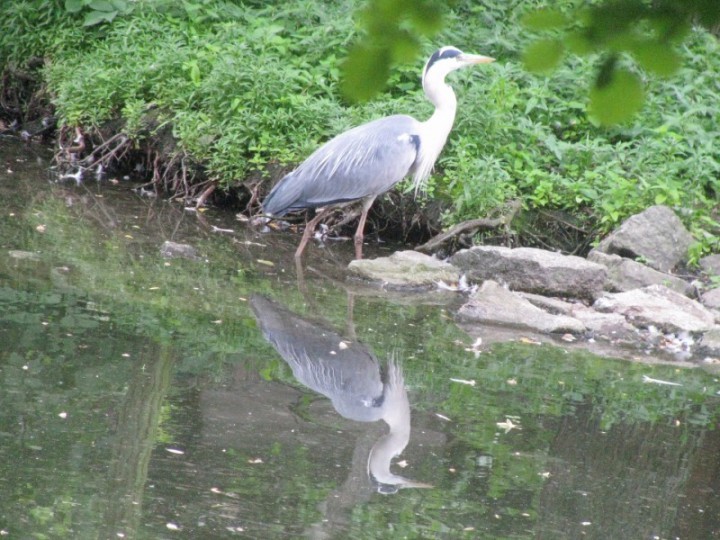 Czapla siwa