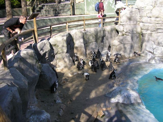 Pingwiny Magellańskie