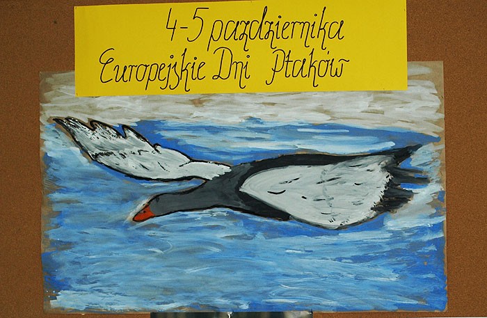 Dni Ptaków w naszej szkole