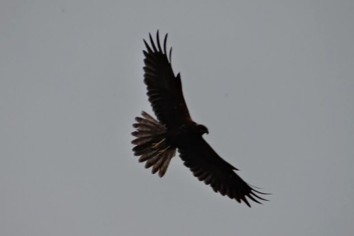 zagadkowy drapieżnik