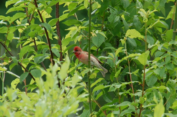 Dziwonia nad Narewką