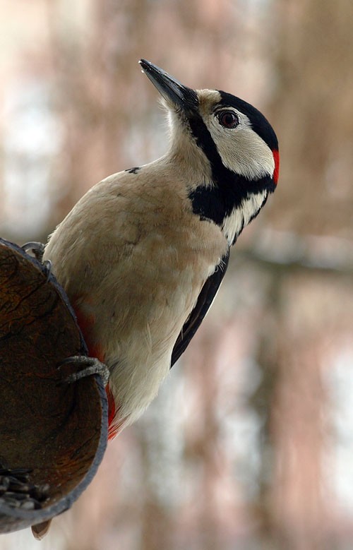 a kuku