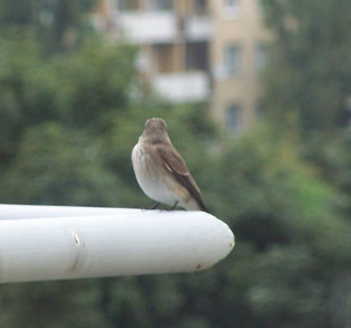 A kto odwiedził mój balkon ...