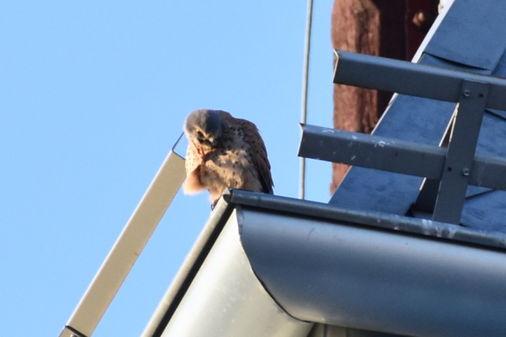 Coś ją zaswędziało