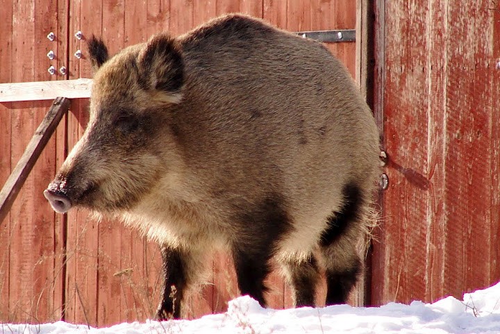 dzik