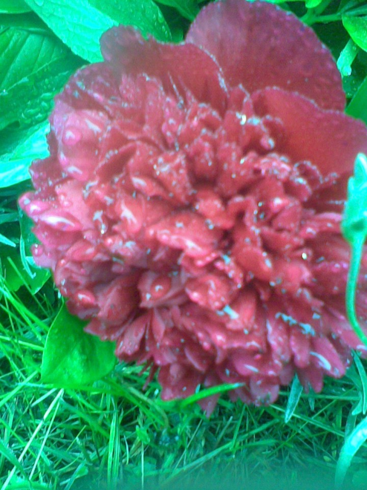 piwonia