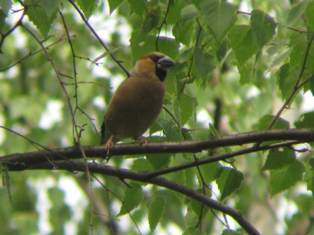 Mój pierwszy grubodziób