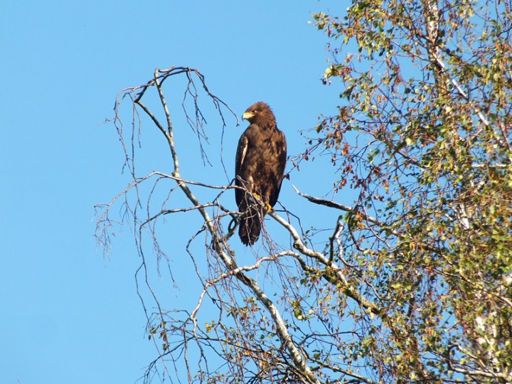 Orlik z okolicy  (foto ...