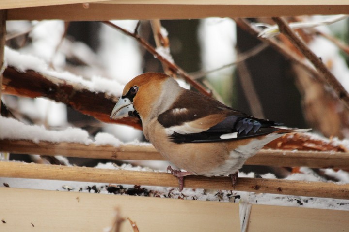 Ja też mam gruby dziób!