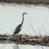 siwa