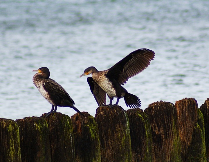 Tam są smakowite ryby!