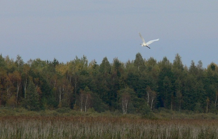 Czapla biała w locie
