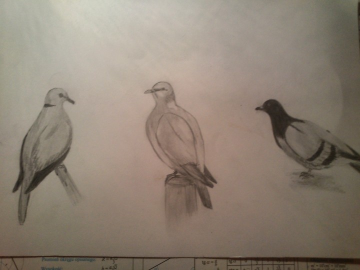 Sierpówka, grzywacz i ...