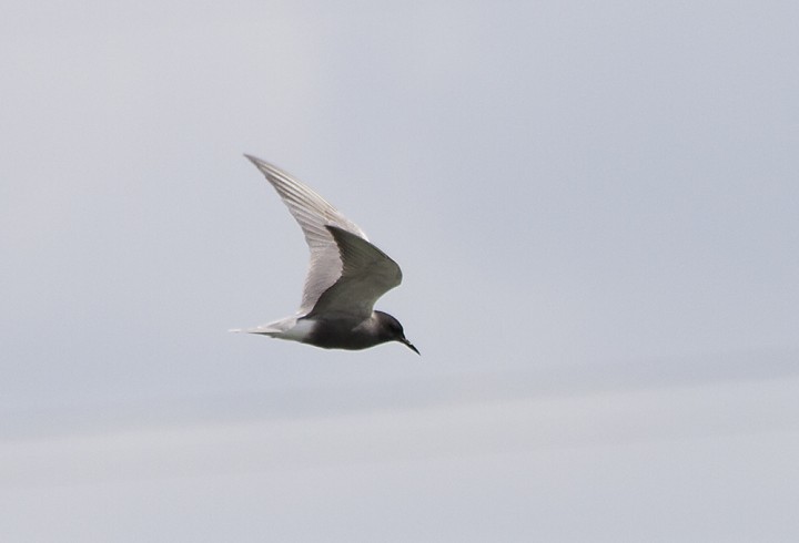 Rybitwa...(zagadka)