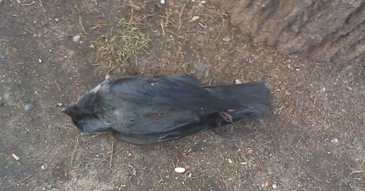 Martwa Kawka