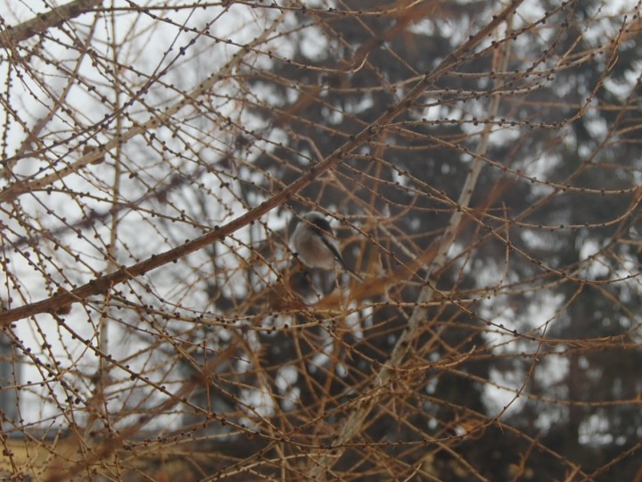 Raniuszek