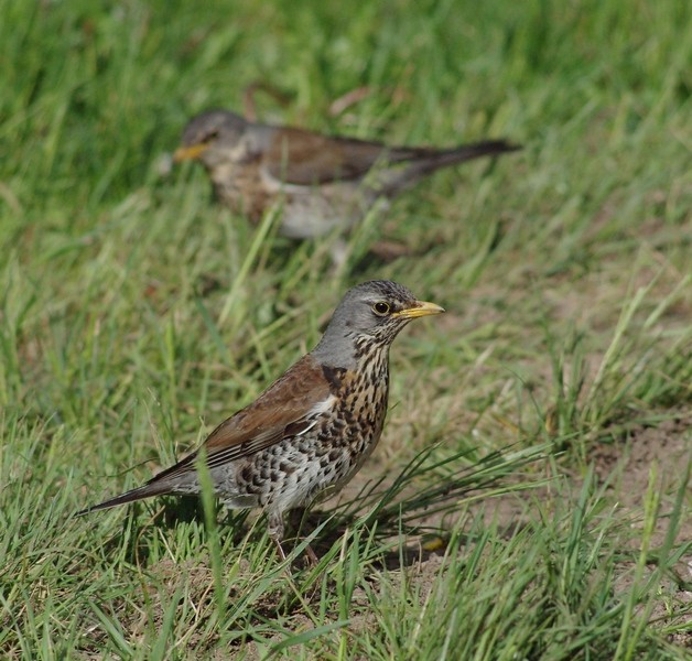 Duet