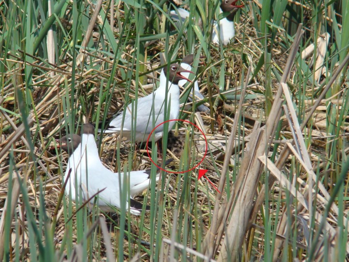 Jeden z pierwszych młodych ...