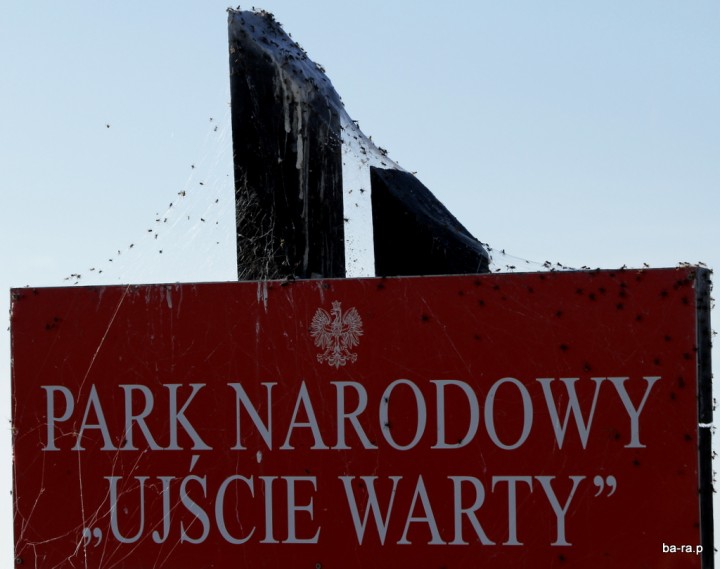 Atak pająków