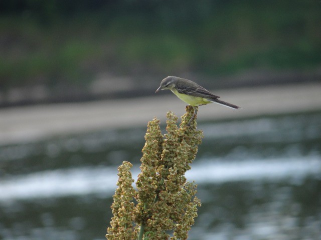 Młoda pliszka żółta