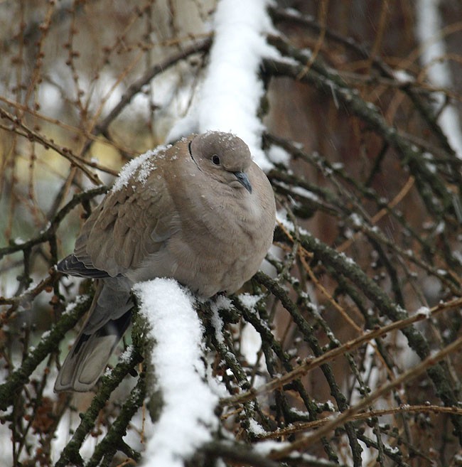 W zimowej kołderce :)