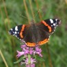 Motyl.