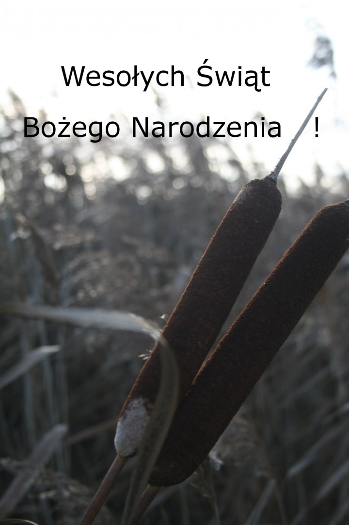 Wesołych Świąt !