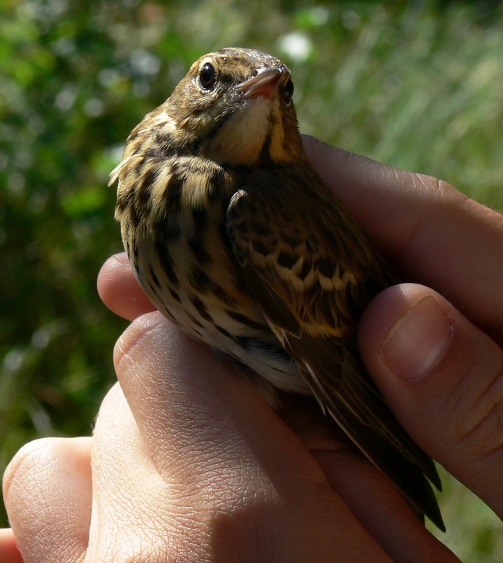 Świergotek drzewny - ...