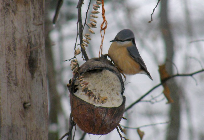 Co tu skubnąć - dynię ...
