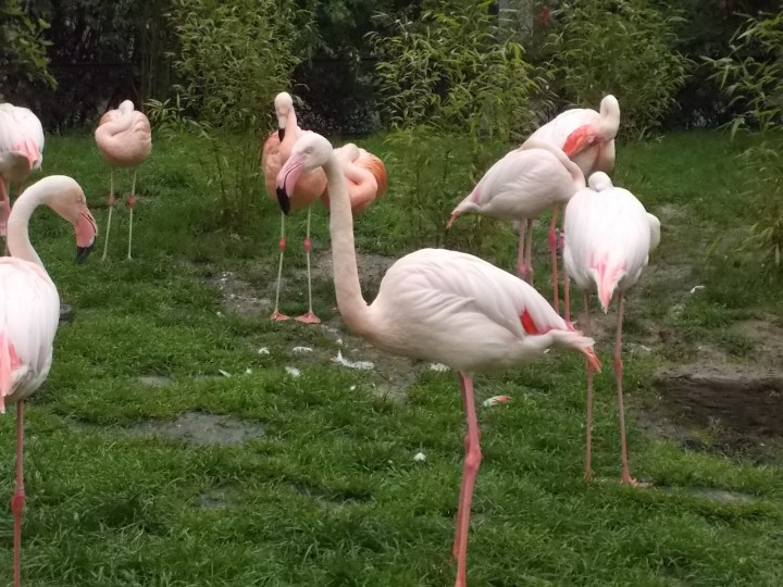 Flamingi z krakowskiego zoo