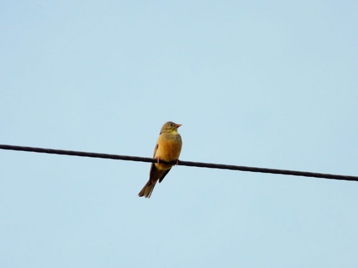 Ortolan