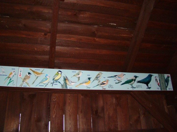 ptaki z ptasiego raju 3