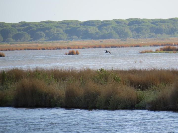 Brodziec pławny. ( Napiszcie ...