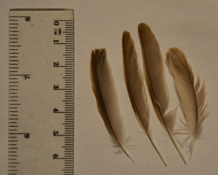 Wróbel śródziemnomorski