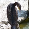 kormoran