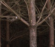 Więcej