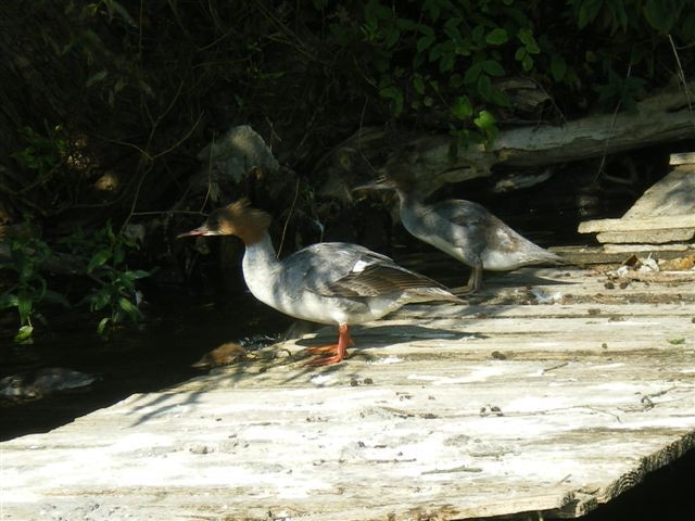 Nurogęsi