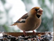 Więcej
