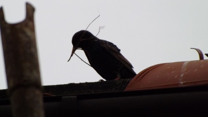 Szpak z materiałem na ...