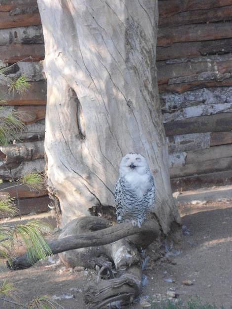 Sowa śnieżna na starym ...